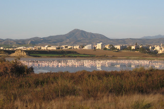 Flamingos in the Salt Lake in Larnaka