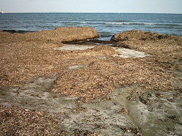 Larnaka beach, with all the winter seaweed