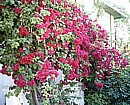 Cyprus bougainvillea in May