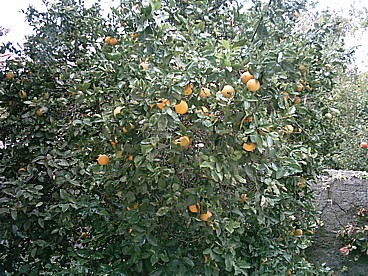 Our orange tree, laden with delicious looking fruit