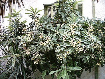 mespila or loquats on our tree, almost ready to be picked 