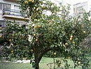 our Cyprus lemon trees, doing well at the end of February