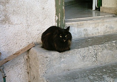 Jemima, one of our cats, sitting on the steps outside and looking very fluffy