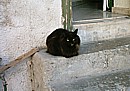 Jemima, one of our cats, on the steps out of the rain