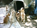 farewell to our feral kittens