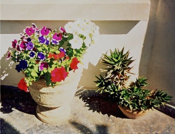 petunias on our porch in Cyprus, May 2000