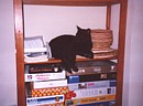 Cleo, perched on one of the shelves in our dining room in Cyprus