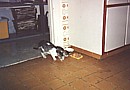 feral cats in our kitchen in Cyprus