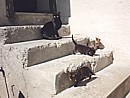 Cleo herds the three kittens down the steps