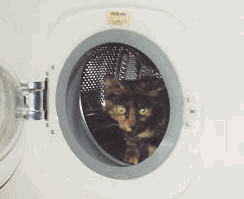 Sophia in the washing machine