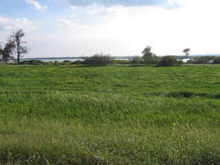 Larnaka Salt Lake Park, green in the spring