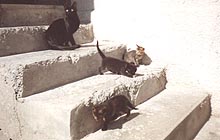 Cleo with the three kittens on the outside steps