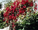 Our bougainvillea