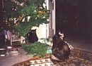 Two of the cats on Christmas Day