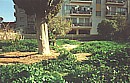 Our garden, covered with weeds, in January