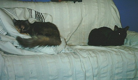 Tessa and Cleo, two cats who don't much like each other, share a sofa for once