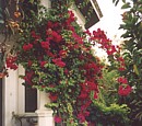 bougainvillea in our front garden, May 2003