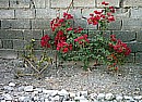 The bougainvillea thriving
 