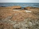 The beach in Larnaka in January, covered in sea-weed