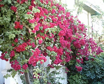 Our bougainvillea in glorious pink blossoming mode