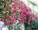 Bougainvillea 