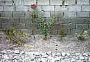 flowers struggling at the far end of our garden