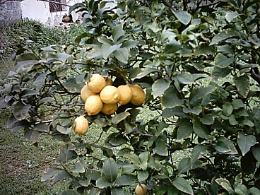 An amazing bunch of lemons on our tree