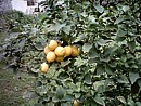 Lemons on our trees