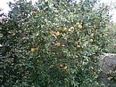 Laden orange tree 