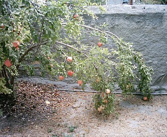 The branch of a pomegranate tree, very heavy with so much fruit