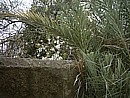 almond tree blossom signals the start of spring in Cyprus