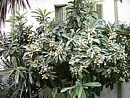 loquats (mespila) at the end of April