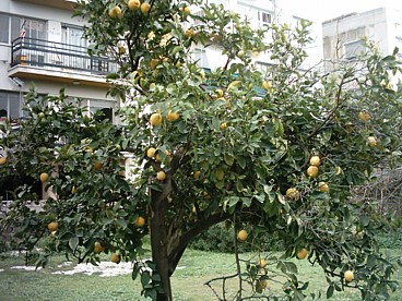 one of the lemon trees in our back garden, laden with fruit