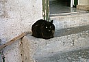 Jemima on the steps 