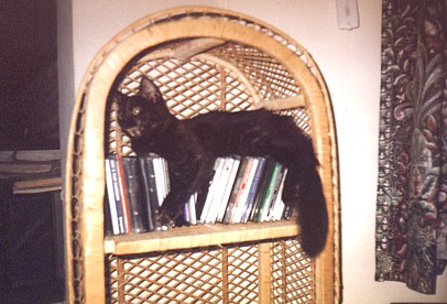 Jemima tries to find somewhere cool - sleeping on top of CDs in a rattan bookcase