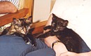 The kittens Sophia and Jemima